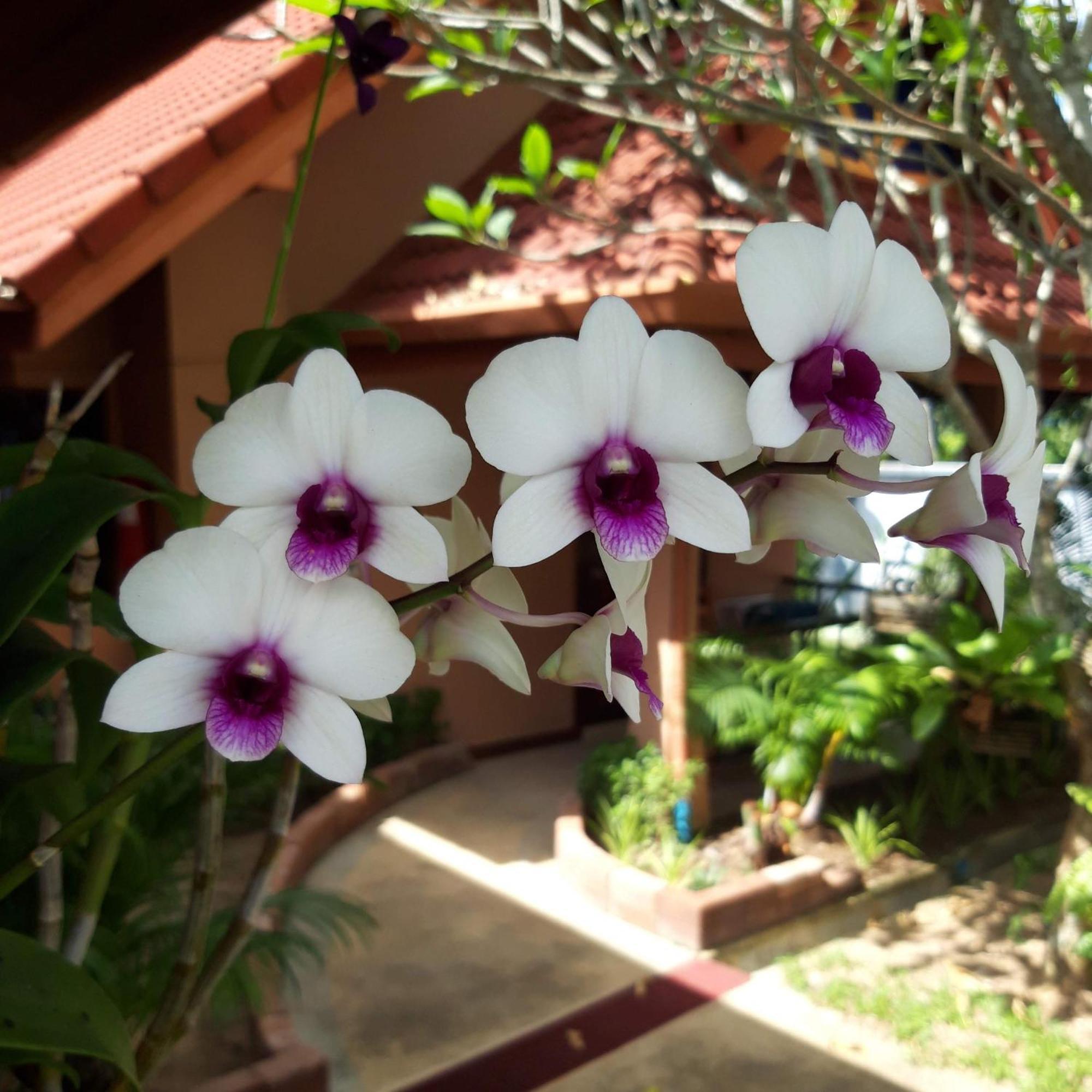 The Pace Phuket Boutique Resort Rawai Luaran gambar